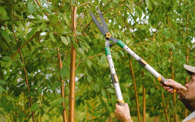 Tree trimming in Neilton, WA